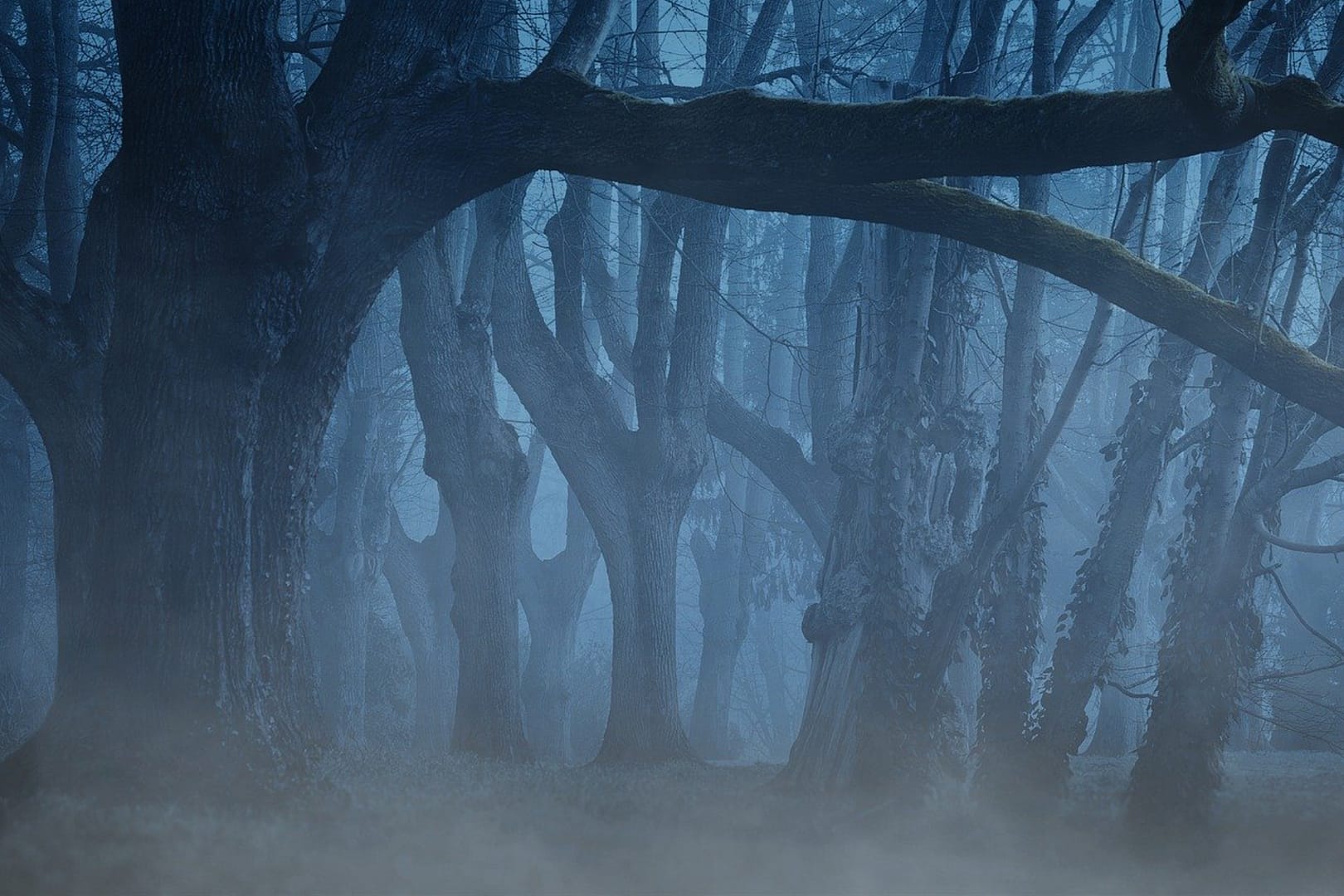 Rauhnächte - Dunkler Wald mit Nebel