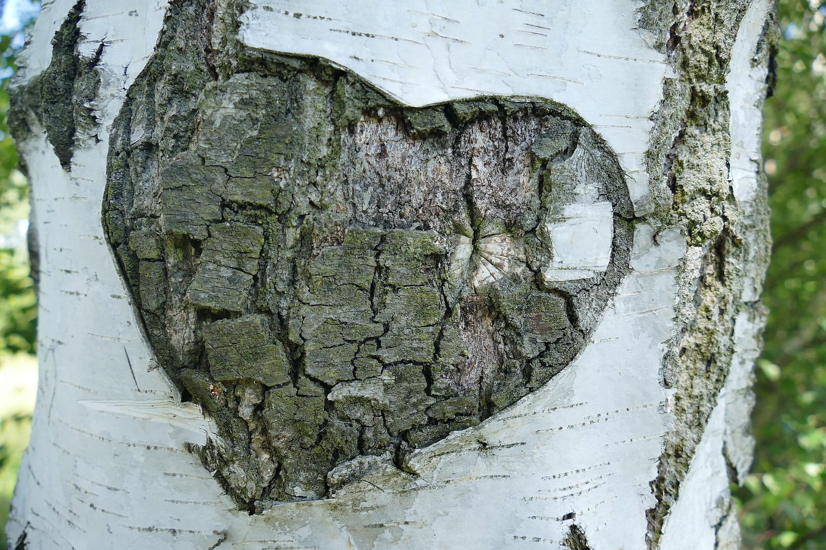 Close up of a birch tree with a heart carved into the bark