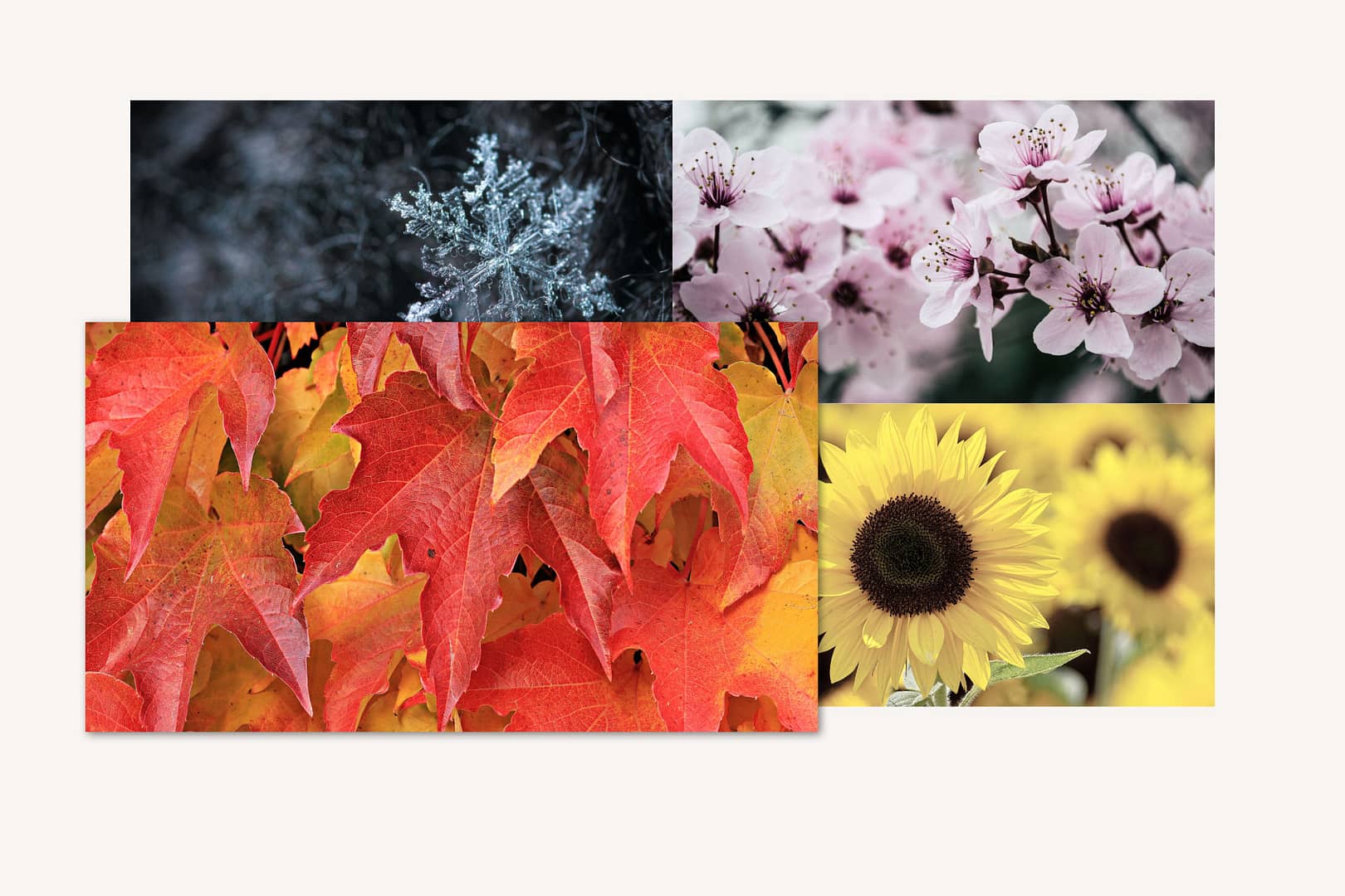 Bild mit dem hervorgehobenen Foto von orange-roten Ahornblättern links unten im Bildbereich, und im Hintergrund jeweils ein Foto von, einer blauen Schneeflocke links oben, rosa Kirschblüten rechts oben und gelben Sonnenblumen rechts unten im Bildbereich