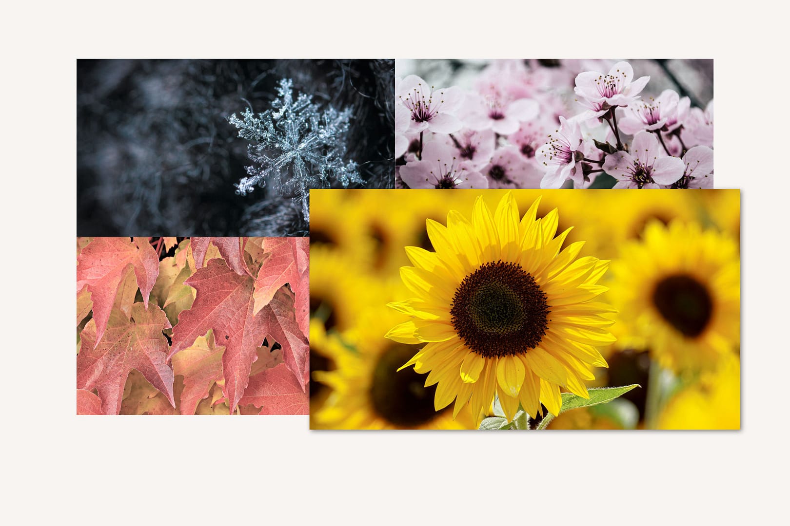 Bild mit dem hervorgehobenen Foto von gelben Sonnenblumen rechts unten im Bildbereich, und im Hintergrund jeweils ein Foto von orange-roten Ahornblättern links unten, einer blauen Schneeflocke links oben und rosa Kirschblüten rechts oben im Bildbereich