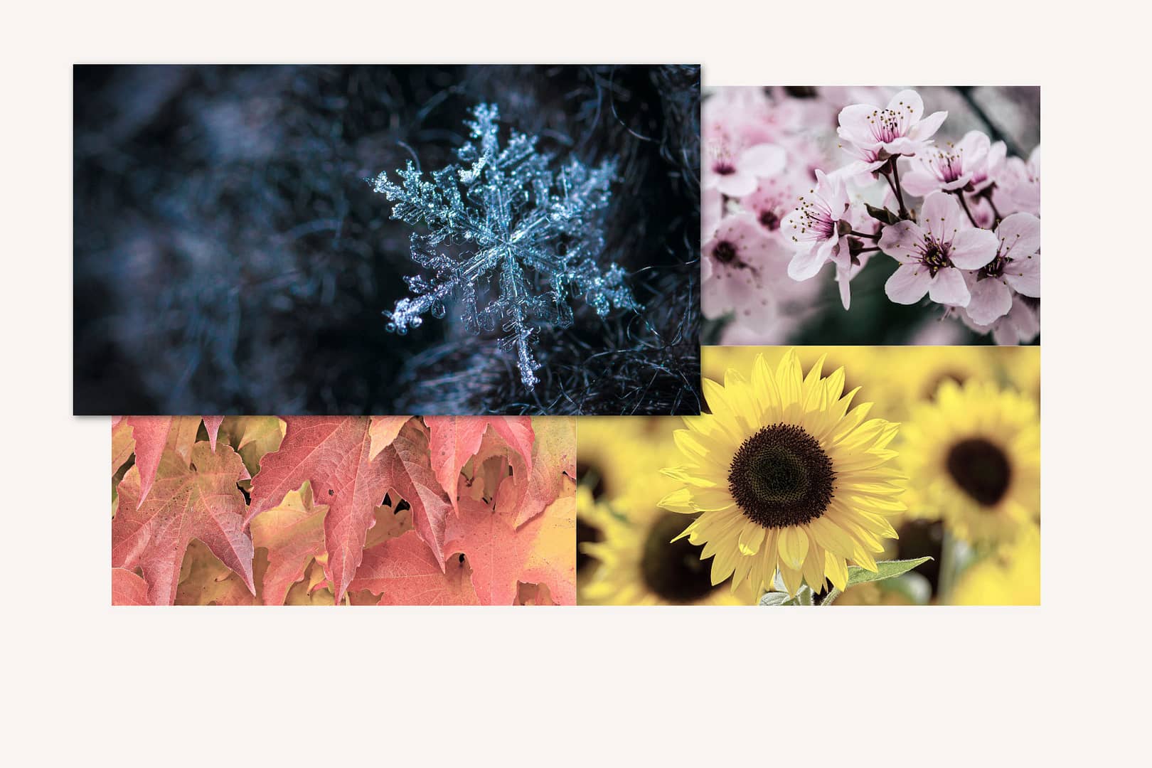 Image with the highlighted photo of a blue-ish snowflake on the upper left side of the image, and in the background each a photo of soft pink cherry blossoms on the upper right side, yellow sunflowers in the lower right side and orange-red maple leaves on the lower left side