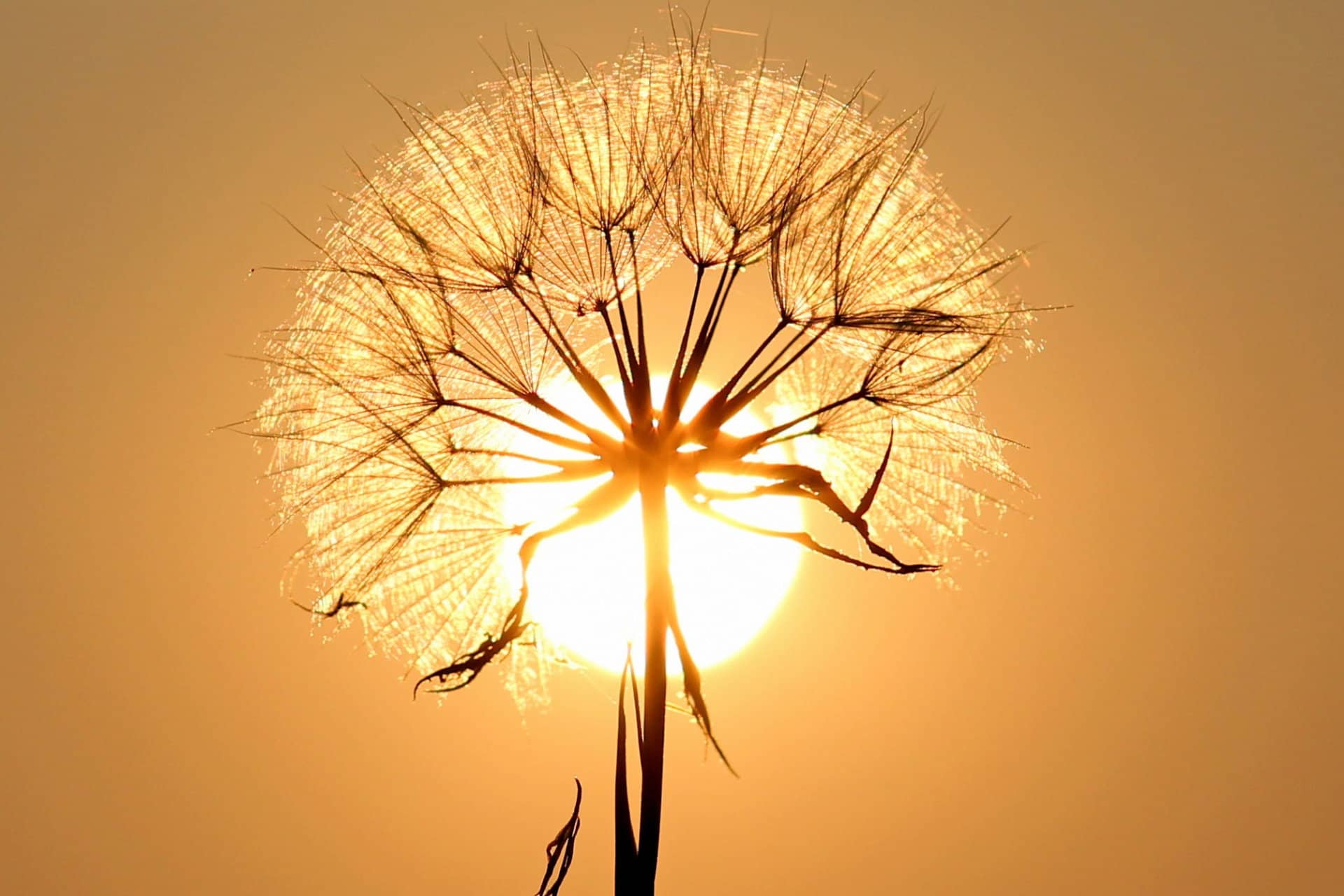 Pusteblume vor der Sonne als gelbe Feuerkugel