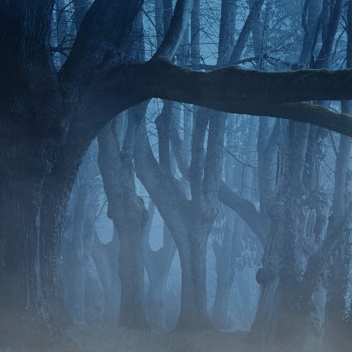 Geheimnisvolle Rauhnächte Mystischer Wald